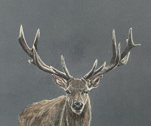Stag