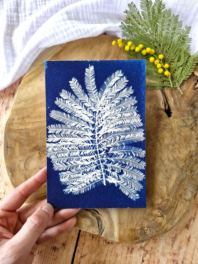 💙 Cyanotype - Carte 7 - Mimosa Ô! - Mini CyanÔ