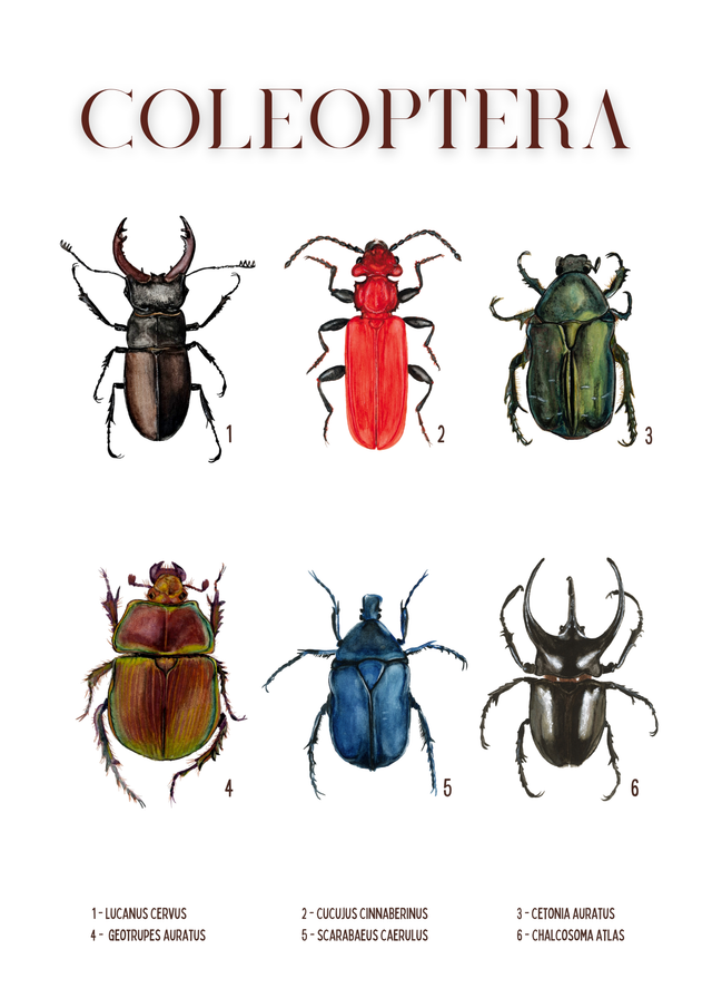 Affiche Coleoptera
