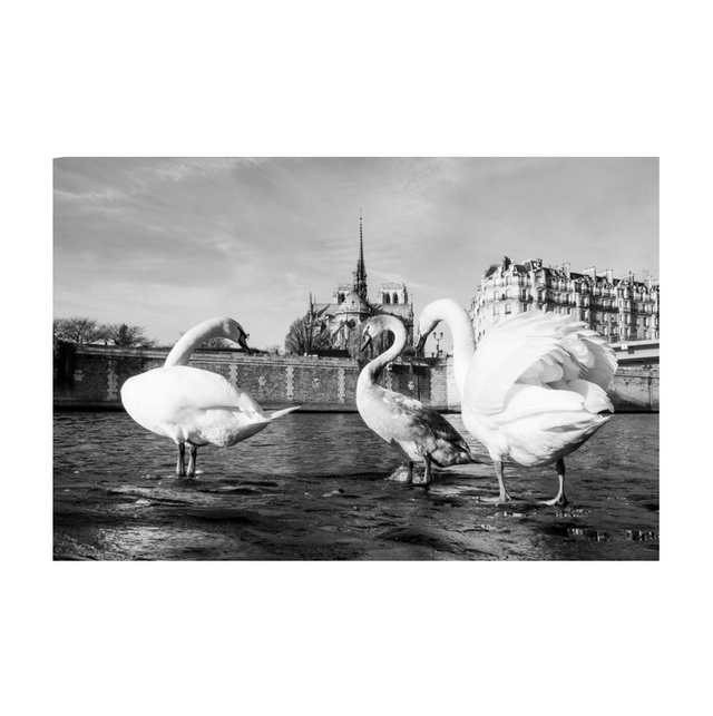 Les cygnes de la dame