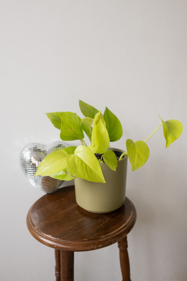 Pot vert sauge 🧩 Mix & Match