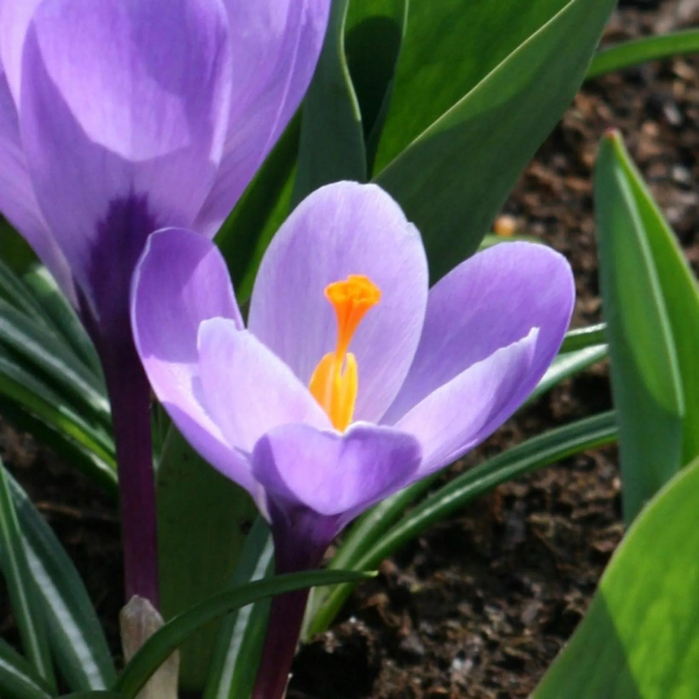 Crocus Mammouth Grand Maître – Grandes fleurs violettes