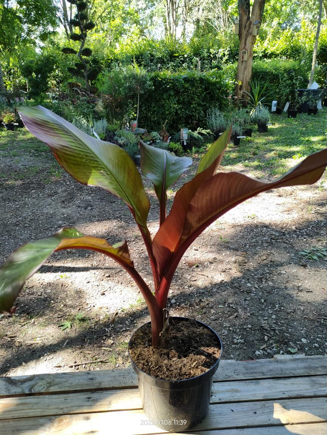 Musa 'Basjoo' - bananier du Japon - C4.5l