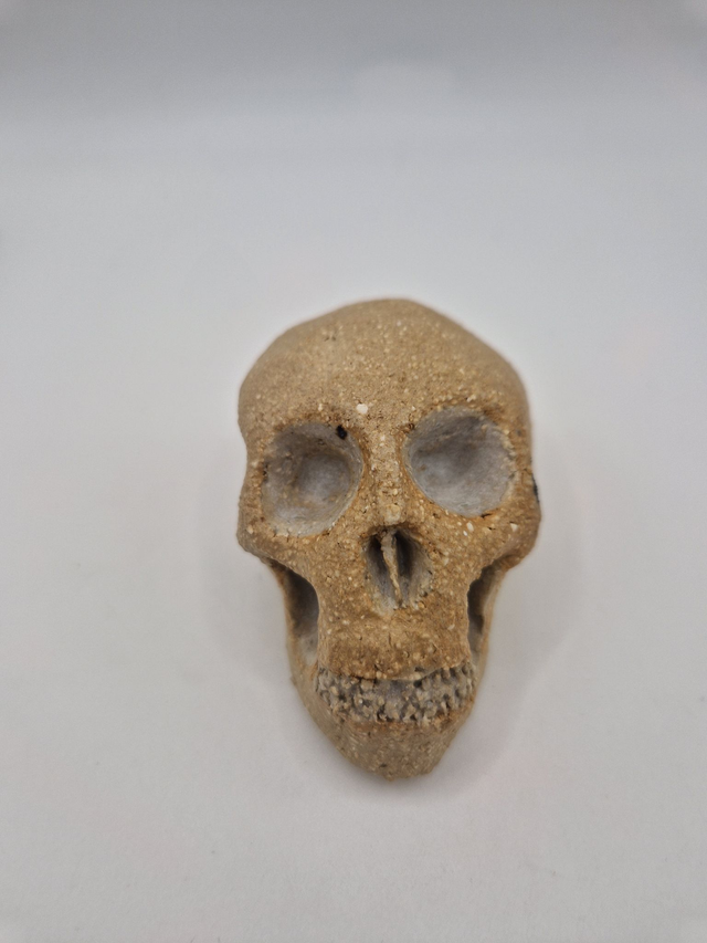 Skull
