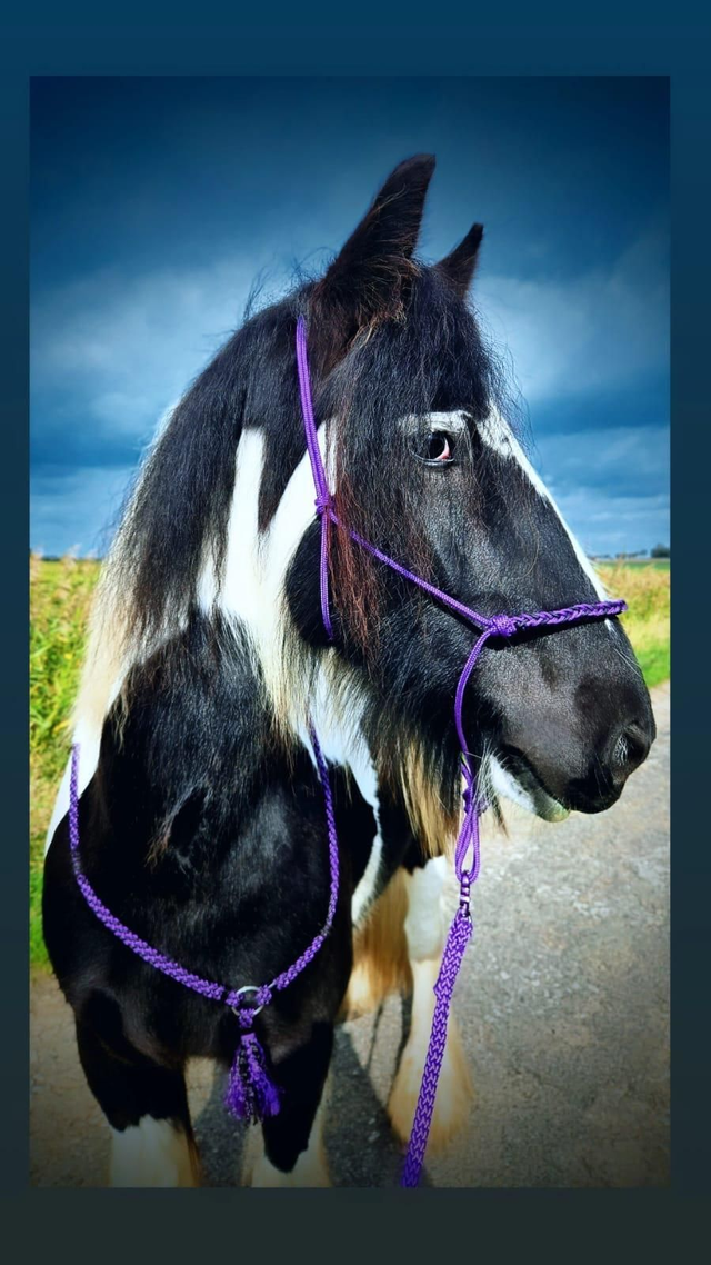 Collection " Shadow Spell"