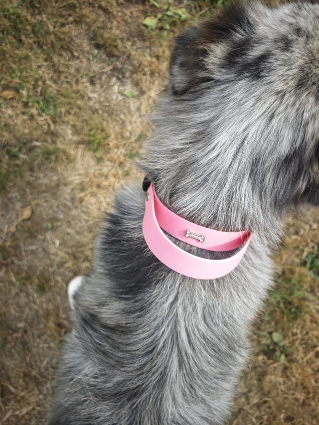 Collier biothane avec poignée intégrée