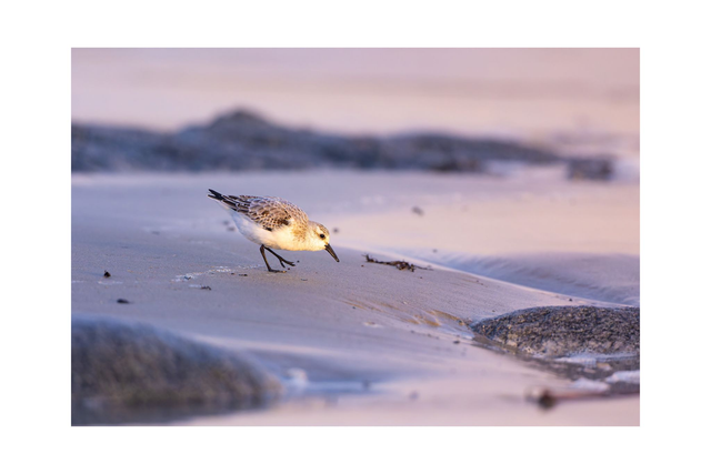Bécasseau sanderling - Avec passe-partout