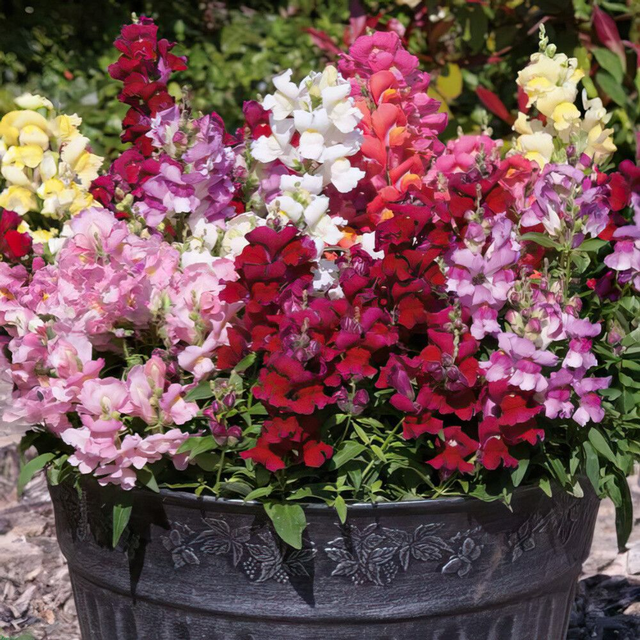 Antirrhinum - Snapshot mixed [6]