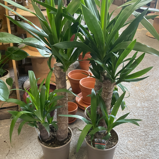 Yucca