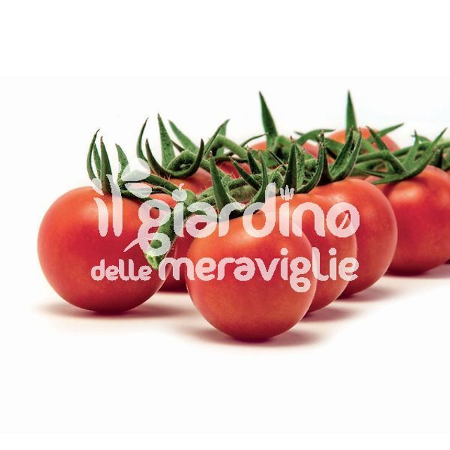 O24 . Pomodoro ciliegino Naomi innestato in vaso 14