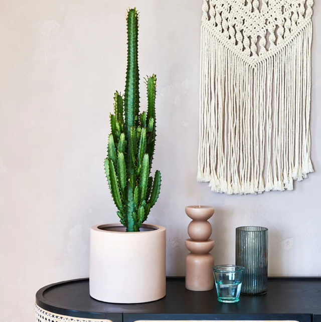 Euphorbia trigona rubra (African Milk Tree)