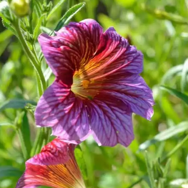 Salpiglossis Sinuata
