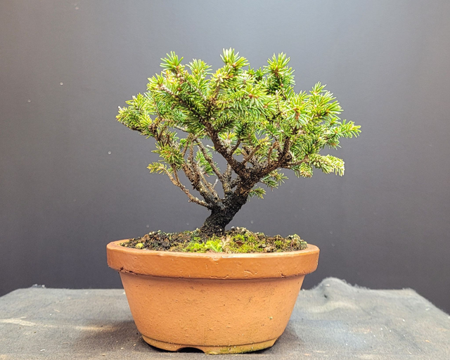 (238) epicea geonensis