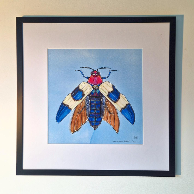 "Chrysochroa Buqueti"