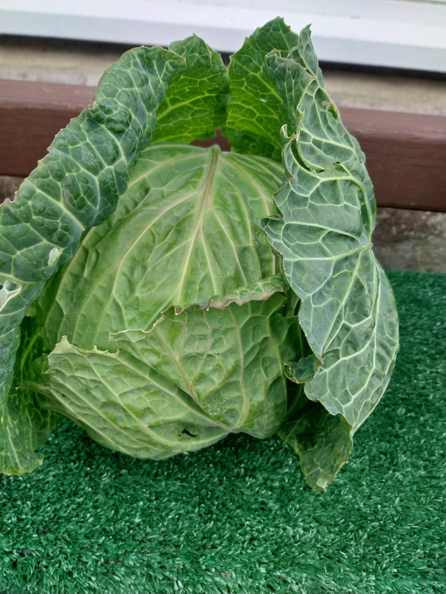 Cabbage Tundra 