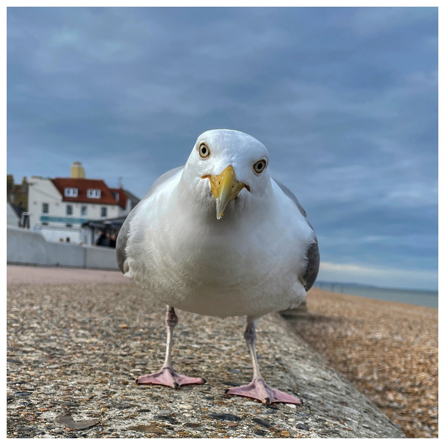 Here's Looking at You! 10" x 10"