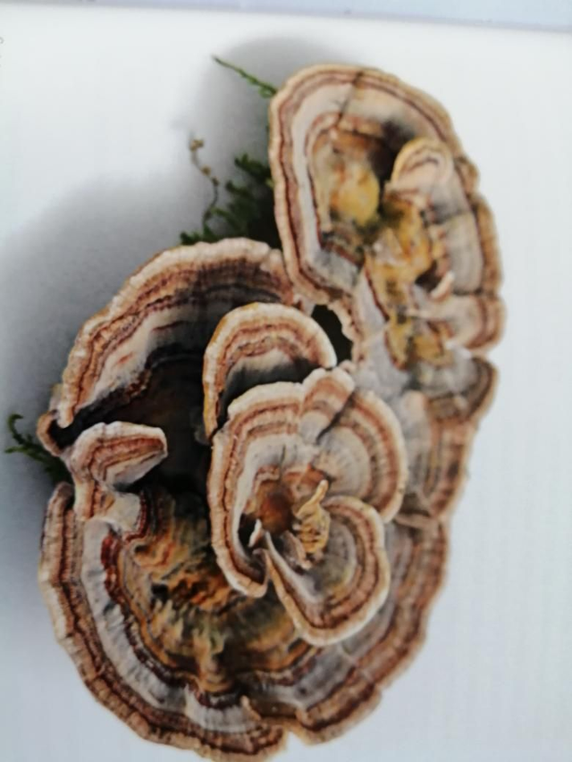 Cariolus versicolorl L. Elfenbankja 60 Caps./verpakking 