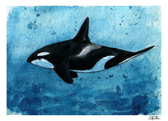 FineArt-Print - Spendenbild: Orca No.1