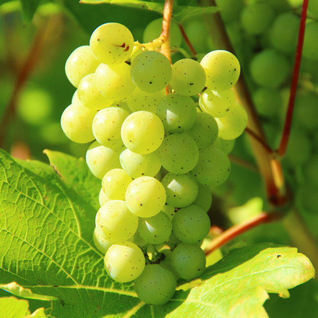 Sérum floral-Visage-peaux mixtes à grasses
