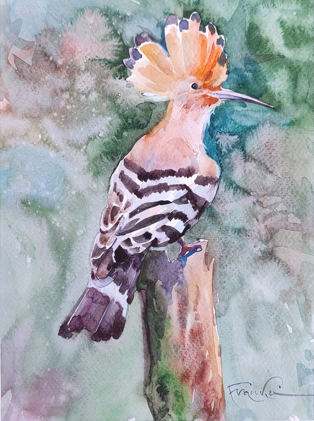 Dudek, 35x28 (24x18 w świetle passe-partout) akwarela 2022