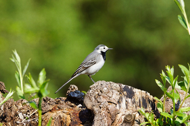 Bergeronnette sur du bois