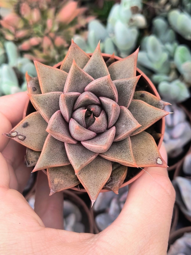 Echeveria Maya