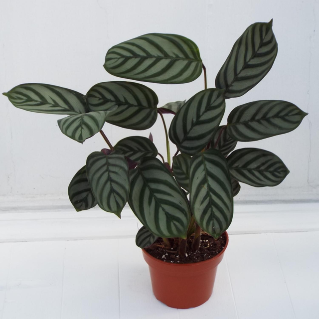 Ctenanthe Compact Star 