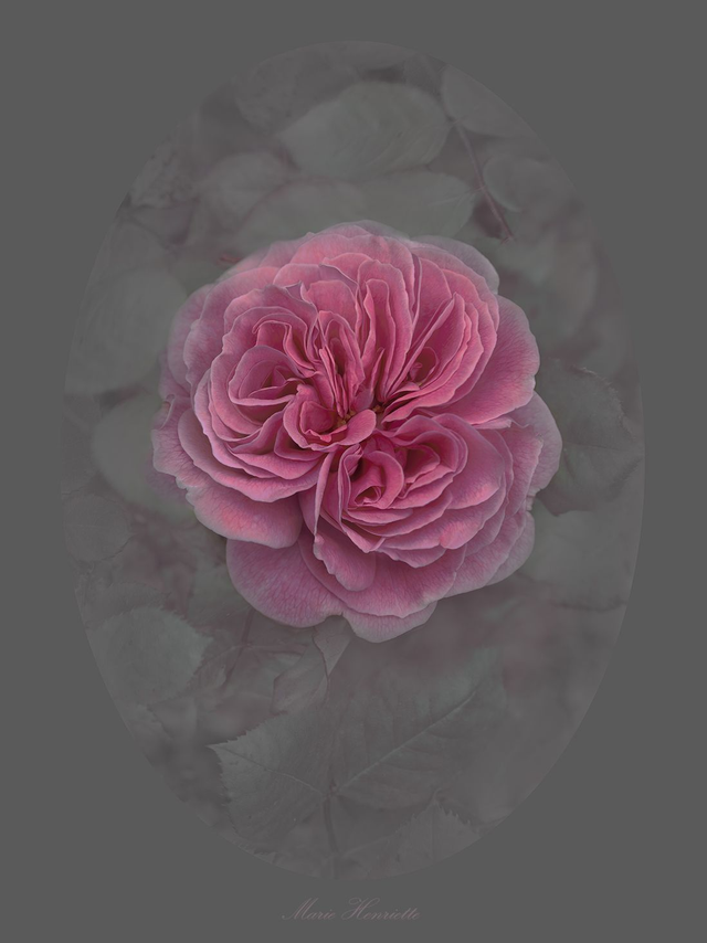 Rose Marie Henriette