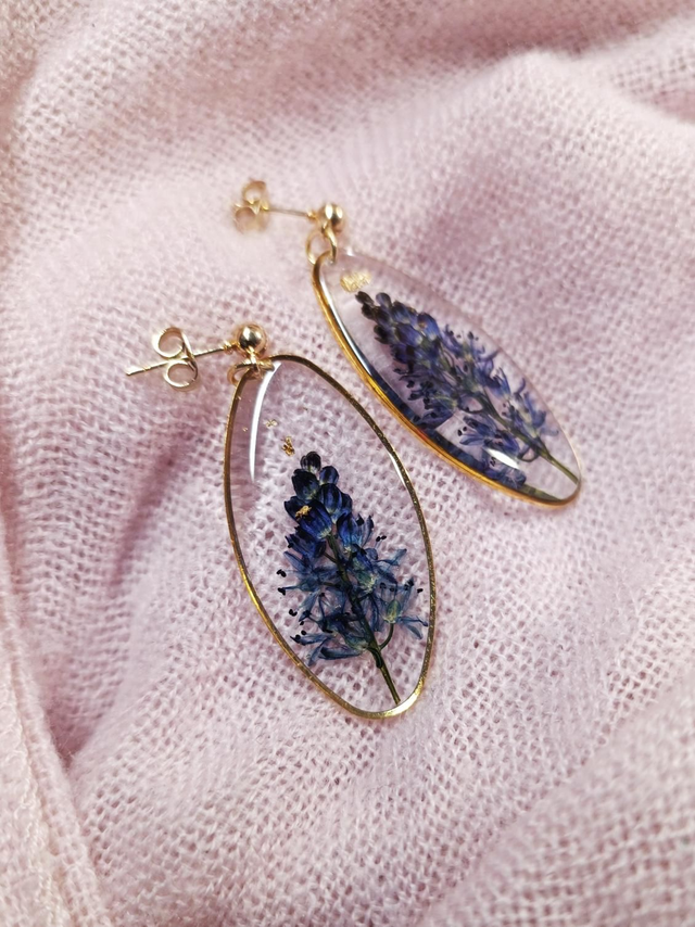 Scille d&#039;automne 