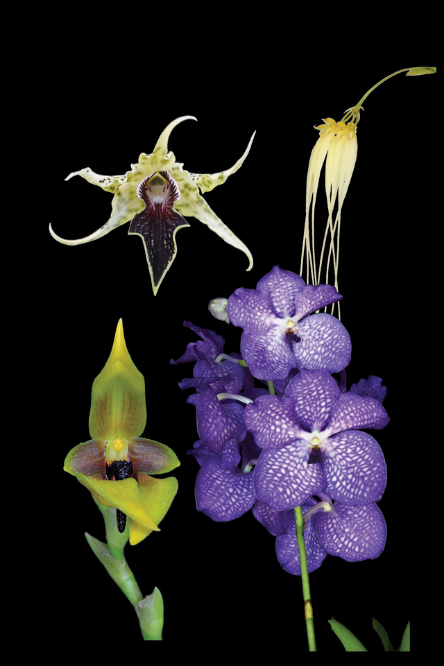 Life Cycle Renewal Combination Essence