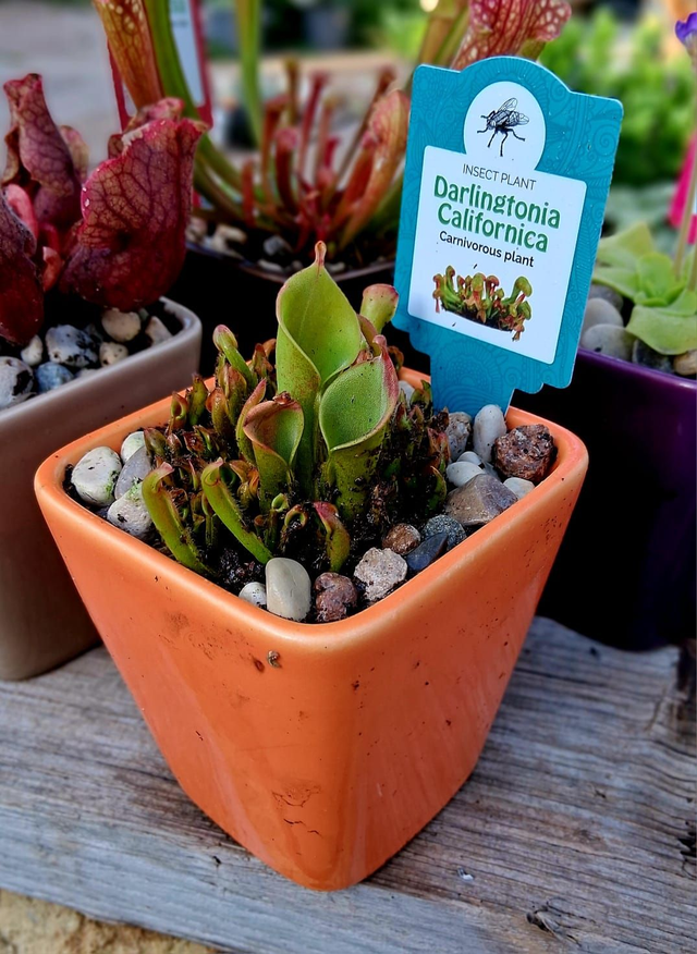G10 . Heliamphora in "Mini cachpot"