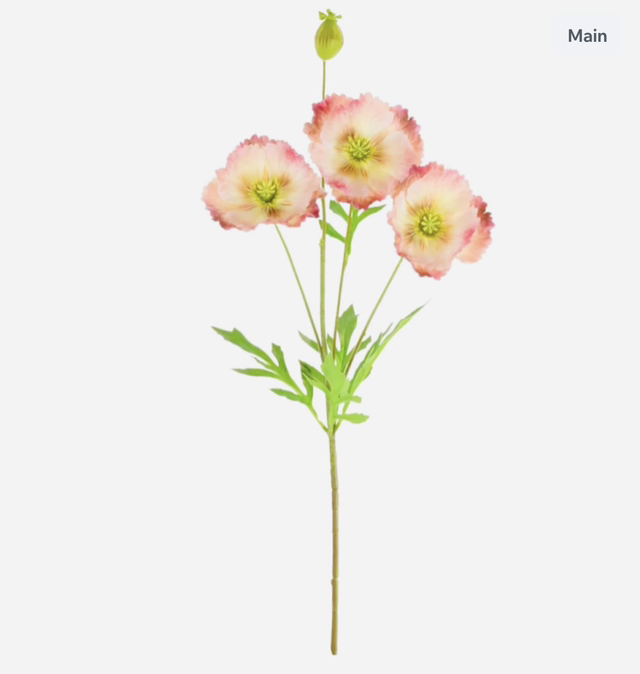 Grand Oriental Poppy