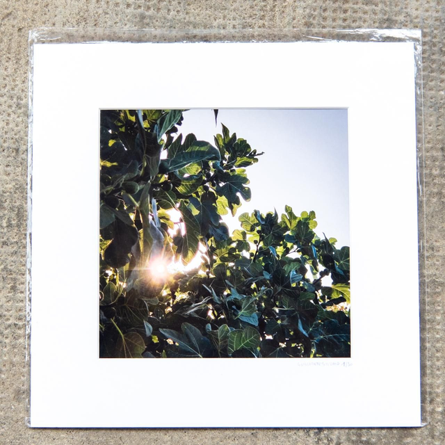 Tirage d'art "figuier le soir" - 20x20