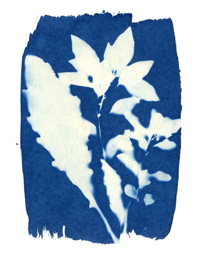 Cyanotype with soft weeds - A5 size