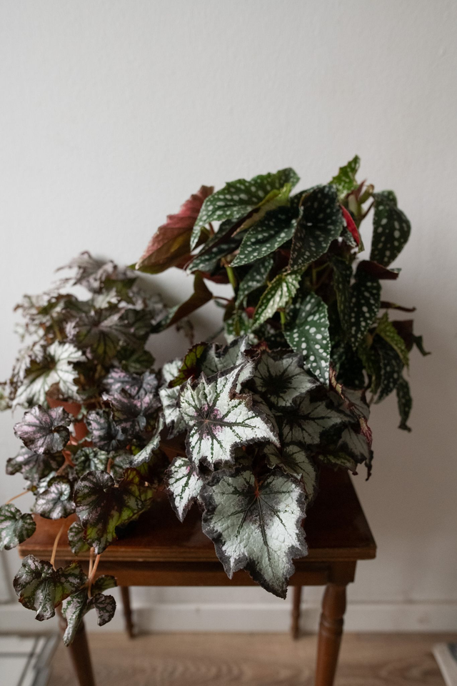 Begonia Mania - Xmas Kit 🎀