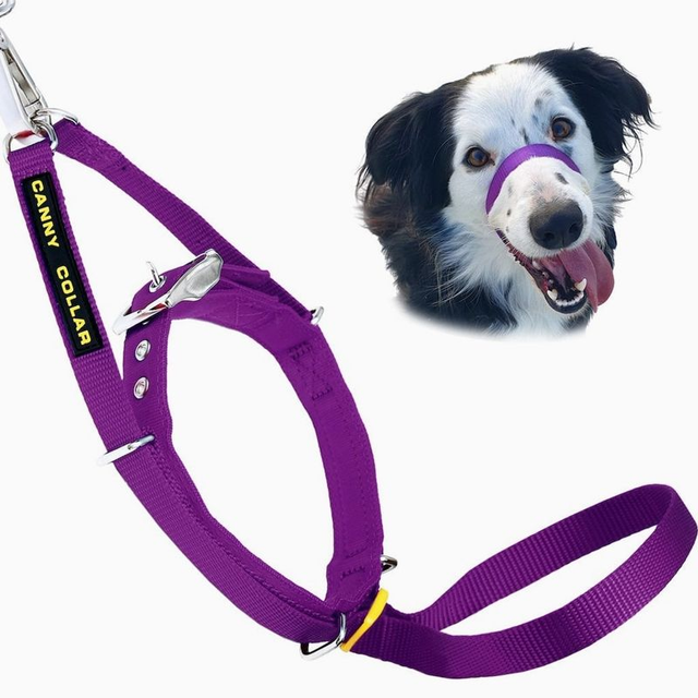 Canny Collar (Purple)  