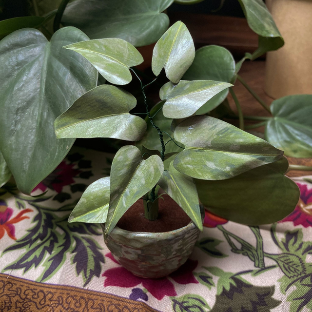 Philodendron "White Princess" x Surtout