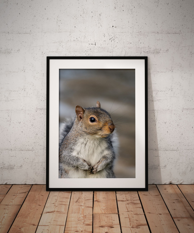 Squirrel Nutkin, Redcar