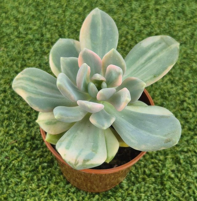 Pachyveria Pachyphytoides &#039;Variegata&#039;