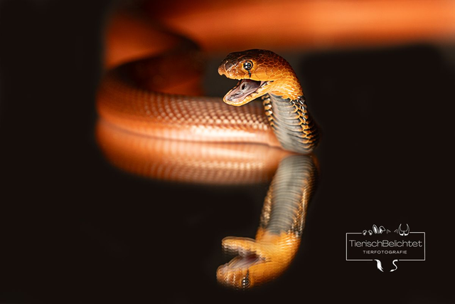 Speikobra - Querformat 