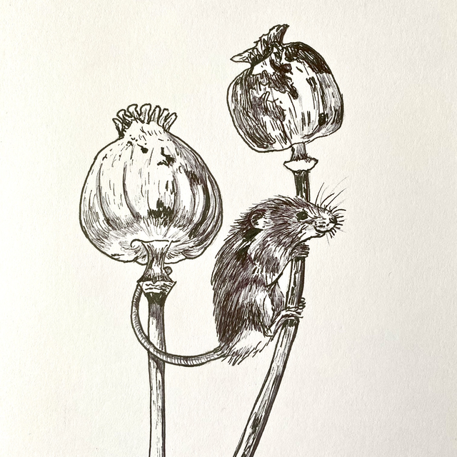 Mouse Original Biro Drawing