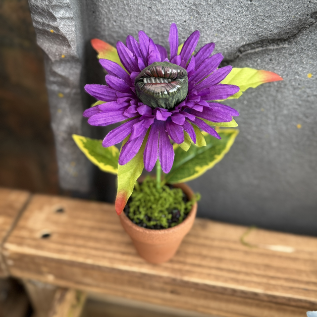 🪻 Specimen: The Violet Snapbloom