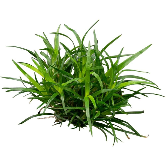 Eriocaulon sp. Vietnam in vitro 8946005309347