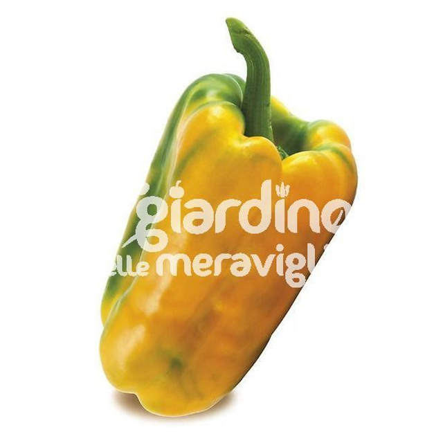 O21 . Peperone giallo ibrido innestato in vaso 14