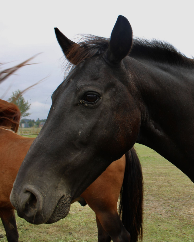 Pony Gentle