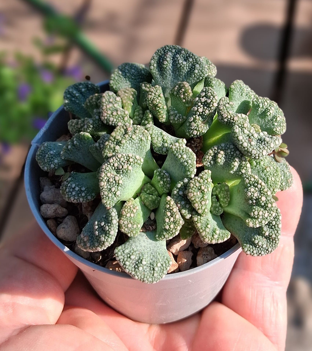D99 . Titanopsis calcarea
