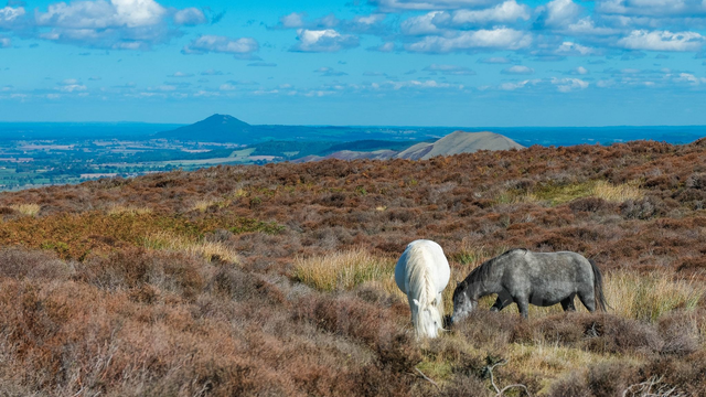 Mynd Ponies - limited edition poster print.