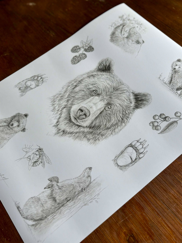 "Ursus arctos " - tirage d'art A3