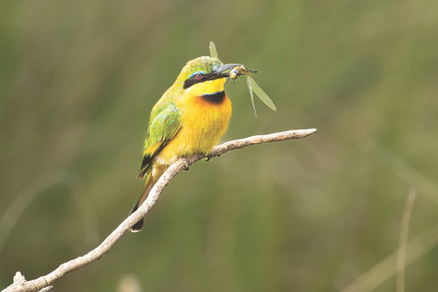 Guêpier d'Afrique - Masaï Mara - Kenya : Réf: K-0577