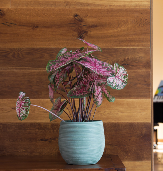 K17 . Londra cachpot 17